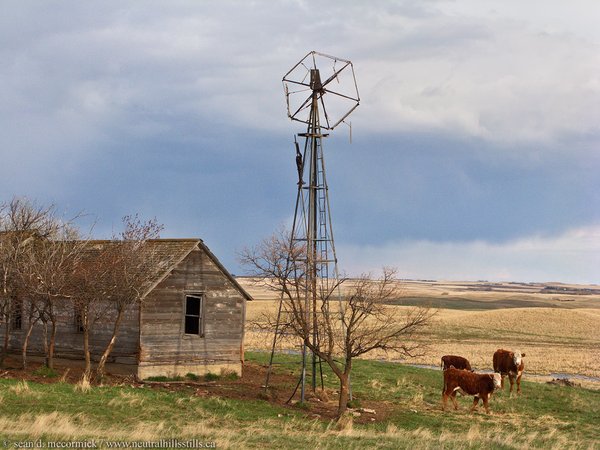 The Osborn Homestead with its yearly bovine infestation
