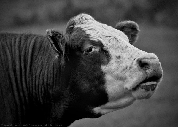 How do you moo?