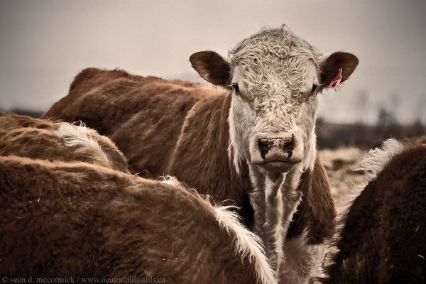 Not in the mood for any bull