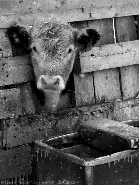 Frozen Beef