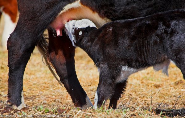 It's not polite to bite: Calf feeding