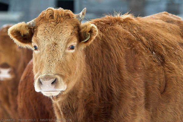 That's One Horny Cow