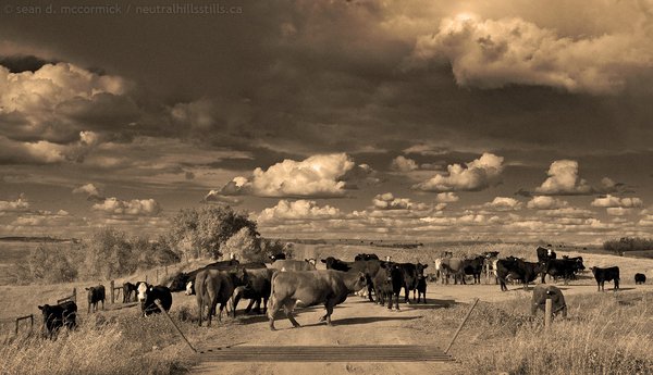 Cowedonia: Native Protestors Erect Blockade Across Major Thoroughfare!