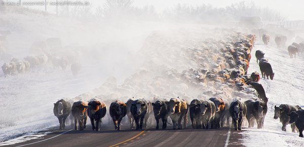Gridlock on Highway 12