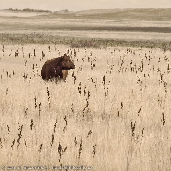 Alberta Beef