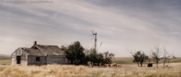 Osborn Homestead: The Cattle Are Looking For Shade