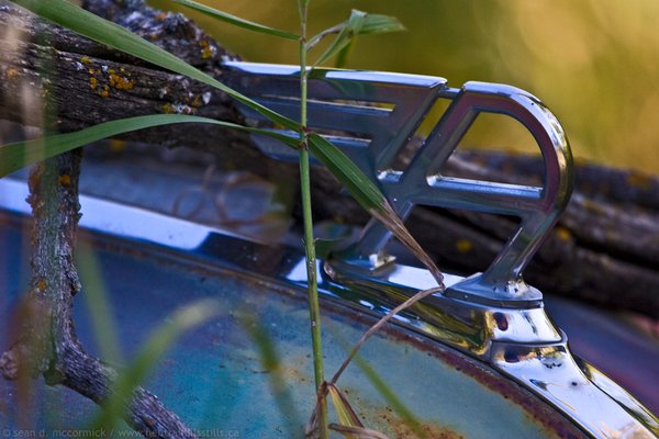 In the Weeds: 1951 Austin Hood Ornament