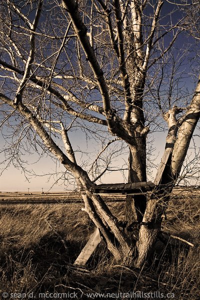 Castle without a king: Impromptu treehouse, Oyen, Alberta