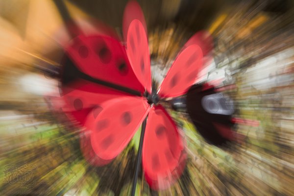 Ladybug, ladybug.