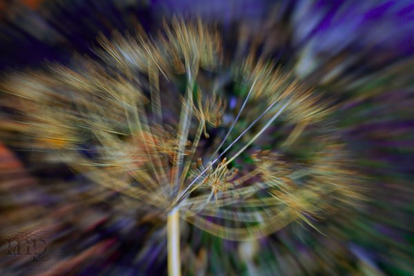Dill Thrill