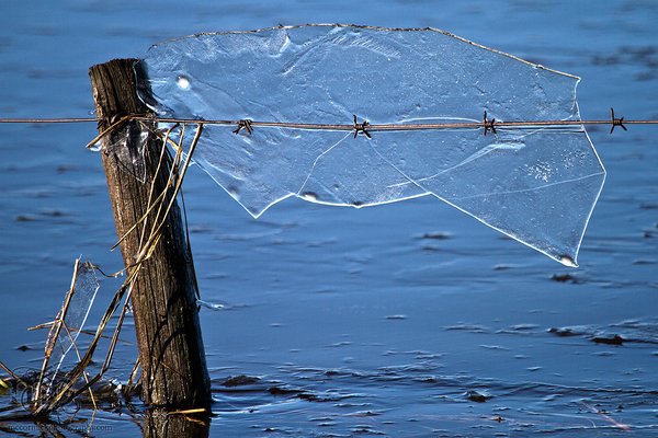Ice Sheet Stuck On Barbed Wire [2 of 2]