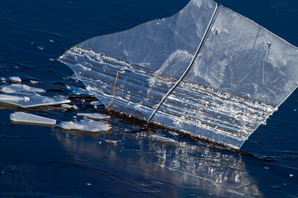 Ice Sheet Stuck On Barbed Wire [1 of 2]