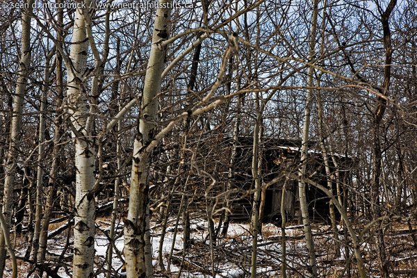 Hiding in plain sight, Old shed, Pell Homestead