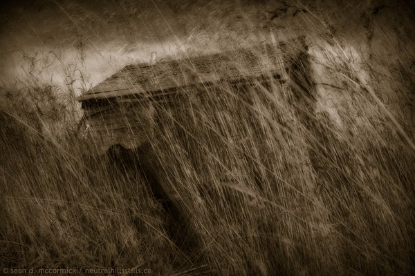 Reid Shack Seen Thur Windswept Grass [2 of 2]