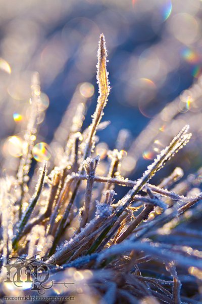 Diamonds in the rough (grass)