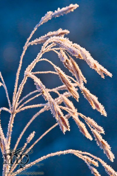 This year's frost on last year's grass