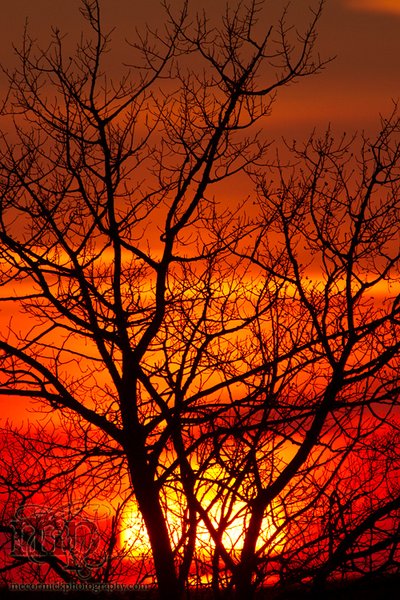 Sunset, Apr 26, 2011: Sun Thru Trees