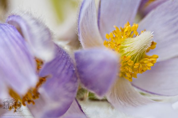 Crocus Season 2011: Half duplex