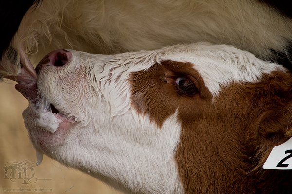 Calving 2011: A la carte