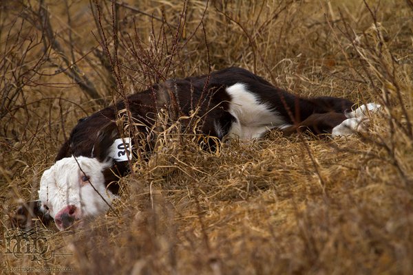 Calving 2011: Slacker