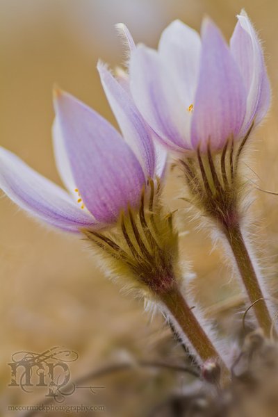 Crocus Season 2011: Going steady