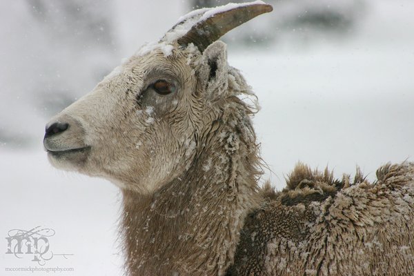 Ewe lookin' at me?