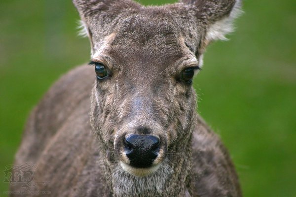 Deer me