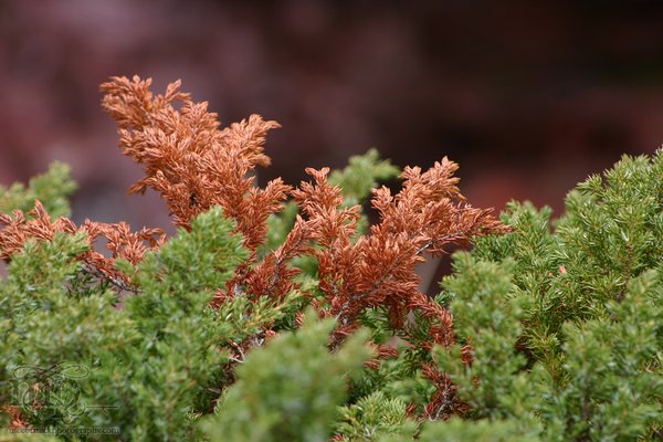 Red Rock Canyon: Growth