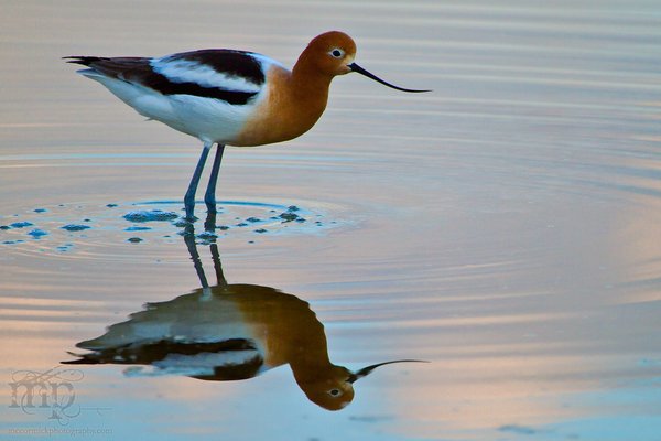 American Avocet: Obviously a tourist