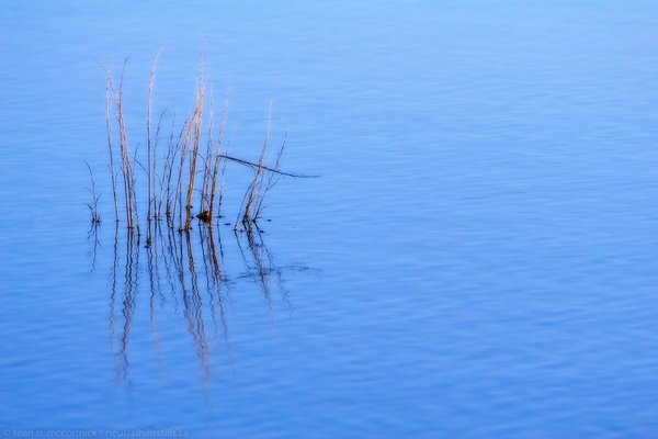 Slough grass in water