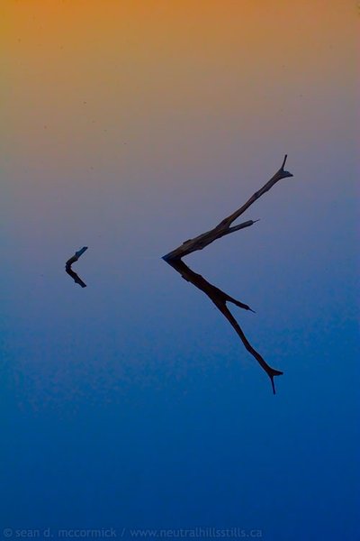 Reflection in Sounding Creek at dusk