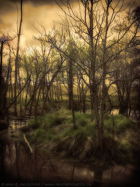 Prairie oasis [2 of 2]