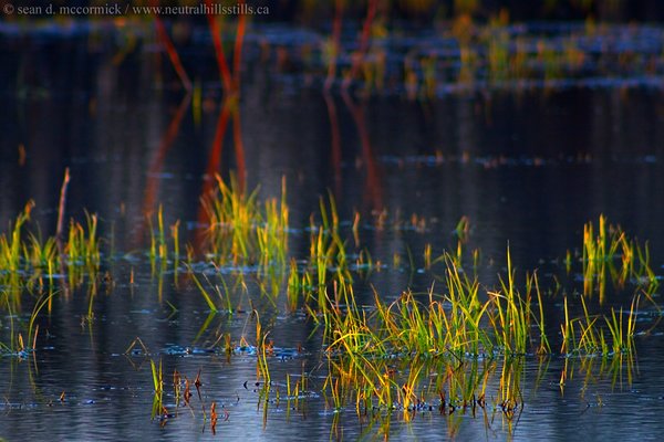 Grass in muskeg