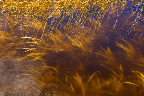 Slough grass reflected and submerged