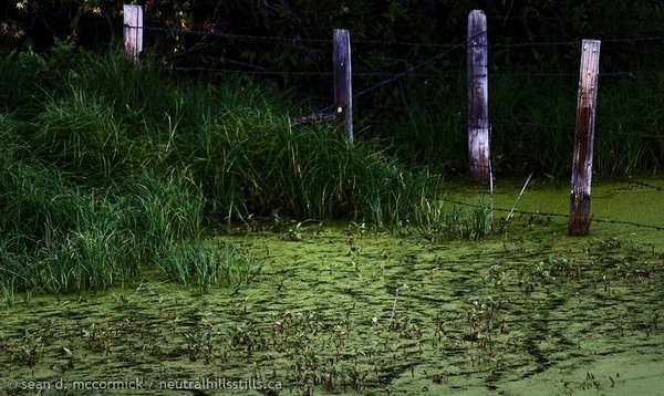 Algae on Uncle Gary's slough