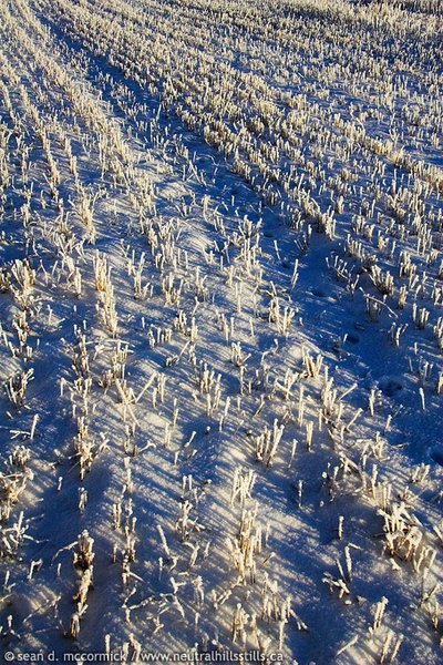 Stubble lines