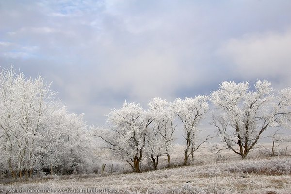 Frosty view