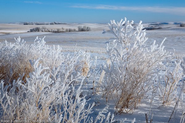 The Neutrals in the winter