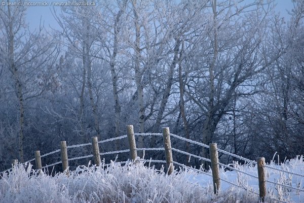 Frosty fence line