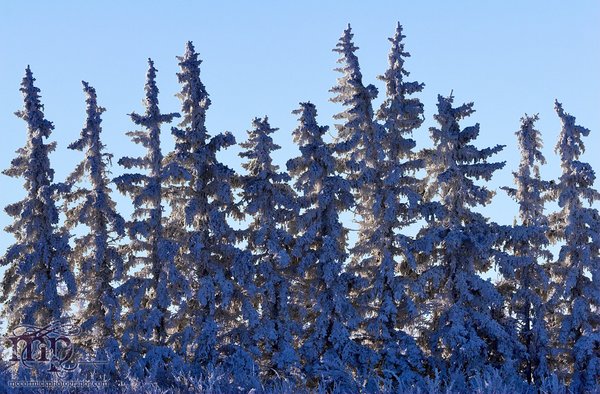 Frosted trees lining Altario Cemetery