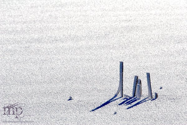 Frozen reeds