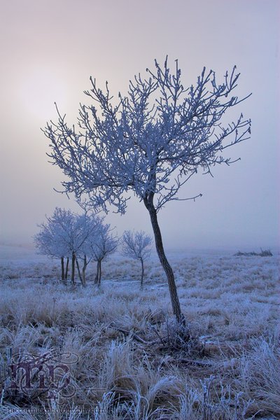 Osborne Homestead 2005: Frosty morning [2 of 3]
