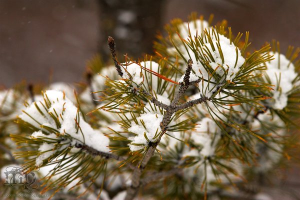 Snow on the spruce