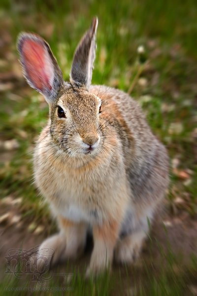 Who wubs ya, bunny?