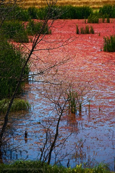 Red tide