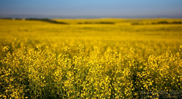 Your daily canola