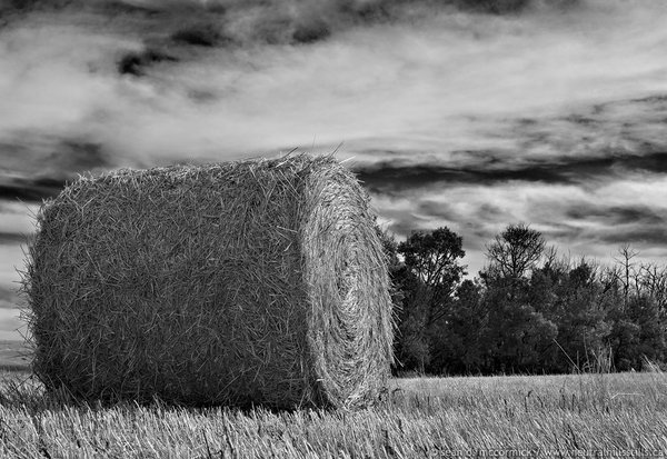 Chew on this Wall Street: "Bail out? No, bale out! (In the field)"