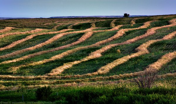Harvest 2008: Canola swaths