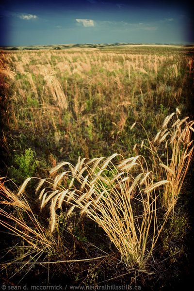 Whacked wheat