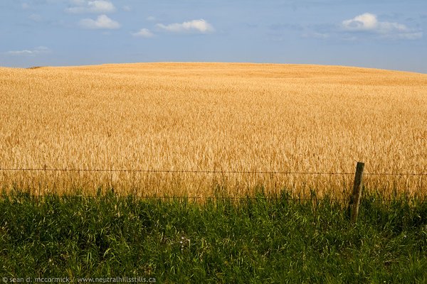 Prime looking wheat crop [2 of 2]